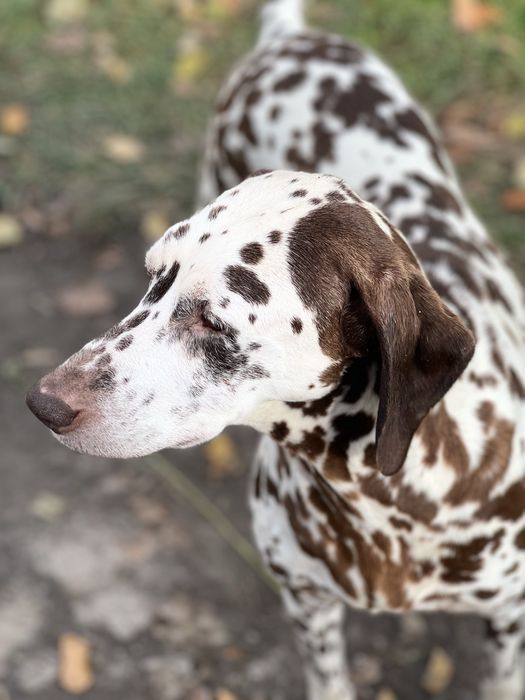 Цуцики далматина