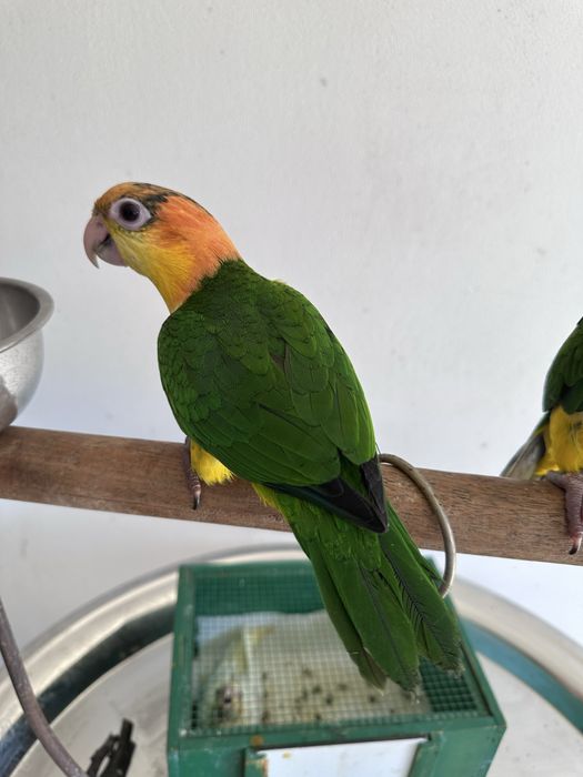 Casal de Marianinhas de Cabeça Canela 2026