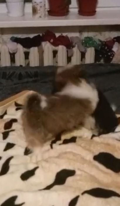 Продаются щенки шитцу чистокровные и есть помесы шитцу и пекинеса