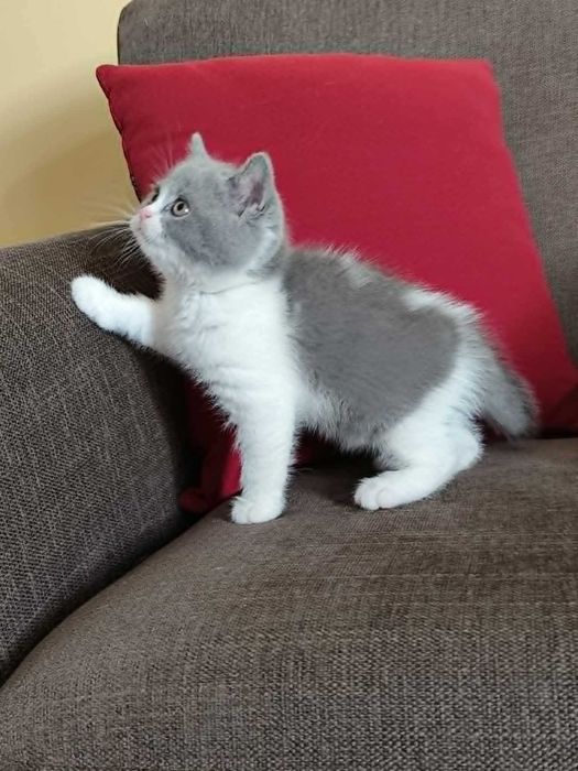 Gatinho british azul e branco