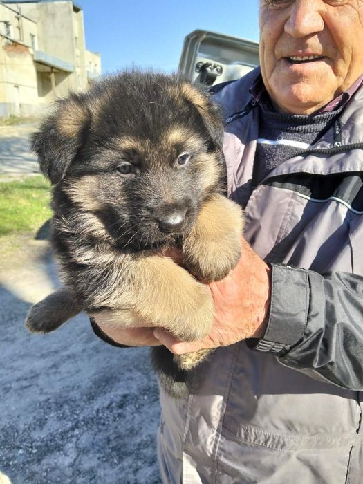 В наявності цуценята німецької вівчарки