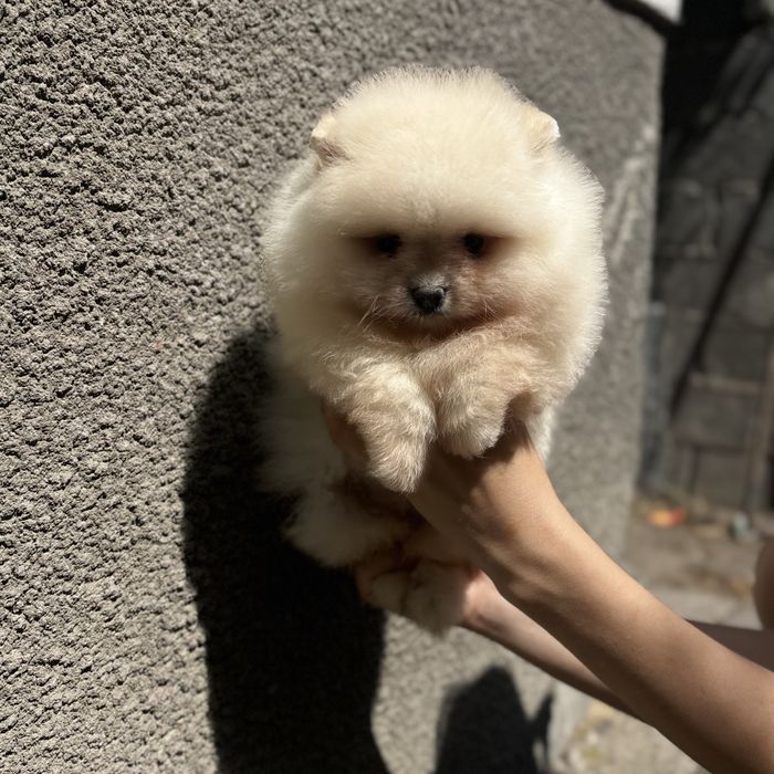 чудовий ведмедик шоу классу