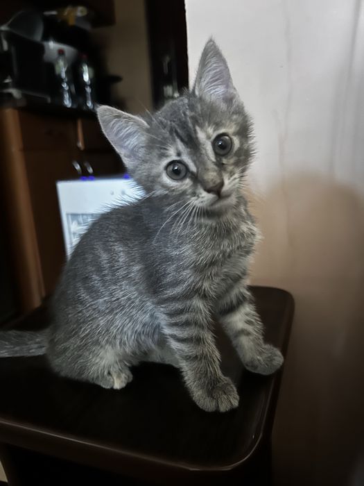Віддам кошенят у добрі руки