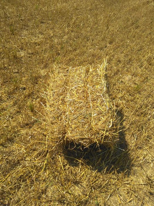 Słoma  i siano prasowana w kostkach