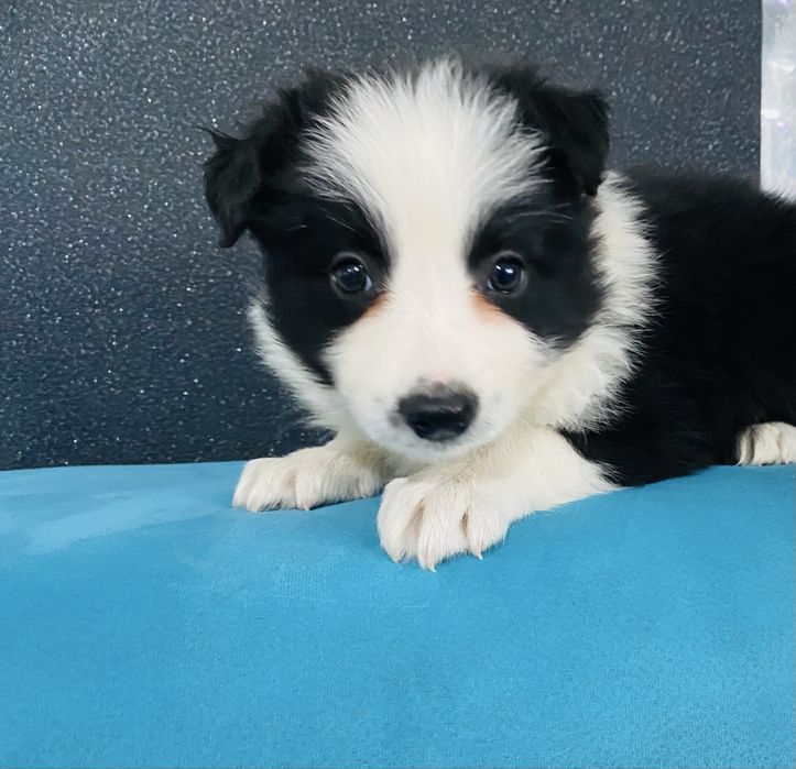 Border collie szeniak