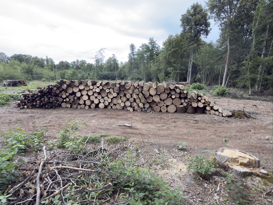 Drewno Jesion Dąb gruby suchy