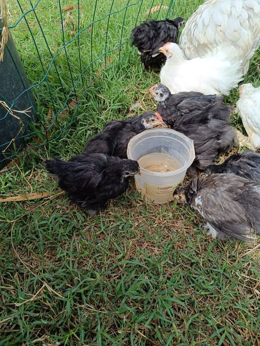 Pekins black e black mottled