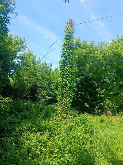 Продаю земельну ділянку в Броварському районі, с. Пухівка