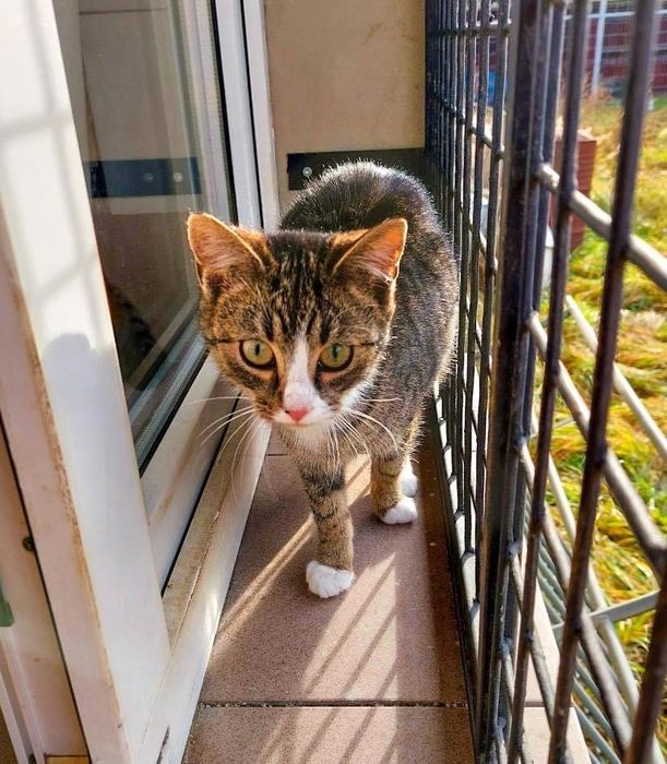 Kotka do adopcji