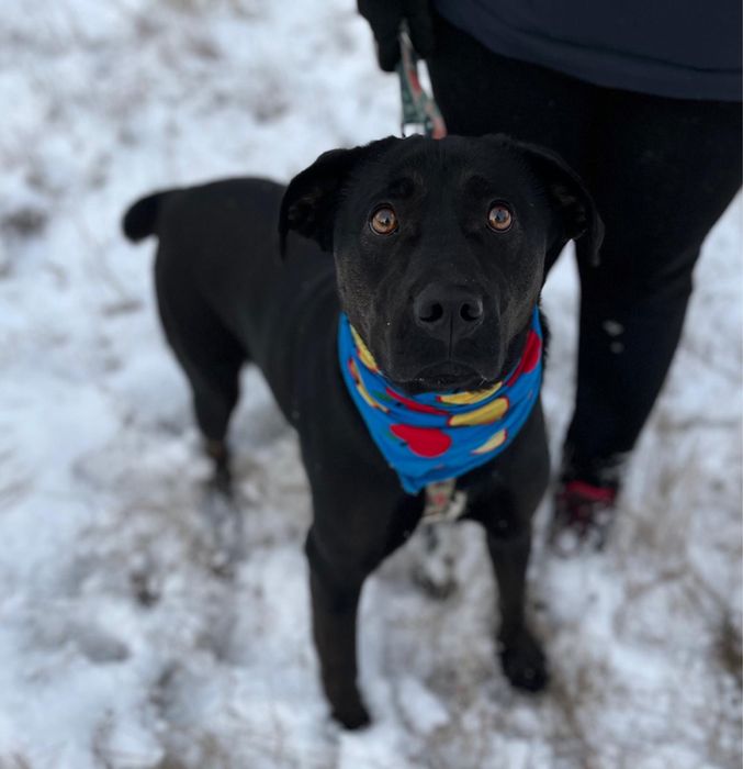 Wronka w typie labradora do adopcji ze schroniska