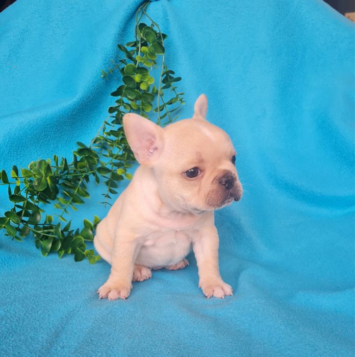 Excelente menina Bulldog/Bouledogue Francês de Qualidade
