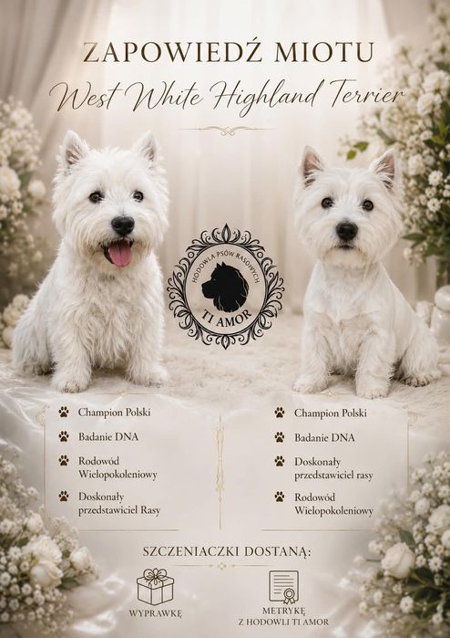 Zapowiedź maluszków West Higland white terrier
