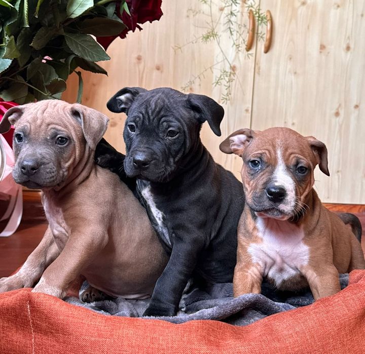 АСТ цуценята  з документами