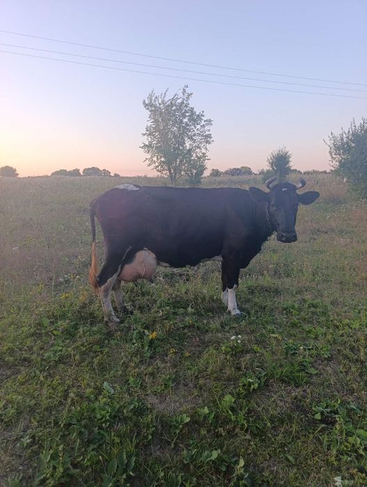 Продам коров на молоко