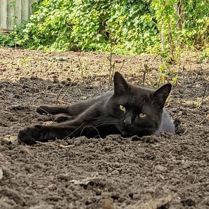 Пропал кот в районе Черевковки