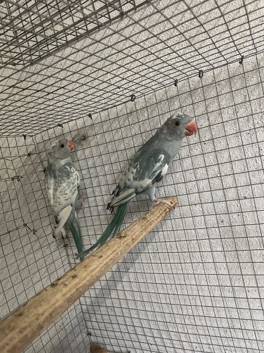 Ring neck malhados azuis e cinzento