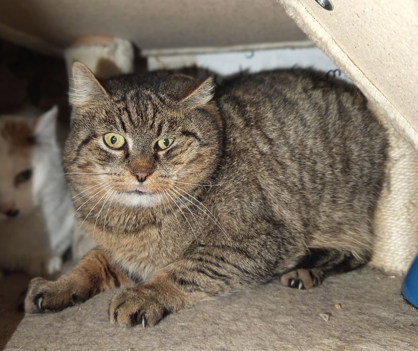 Kocurek Ryś poleca się do adopcji