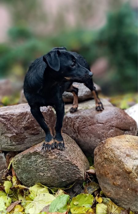 Malutkie pieski szukają domków