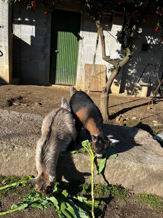 Casal de cabras anas