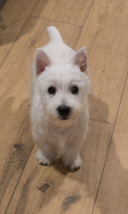 West highland white terrier westi zkwp FCI