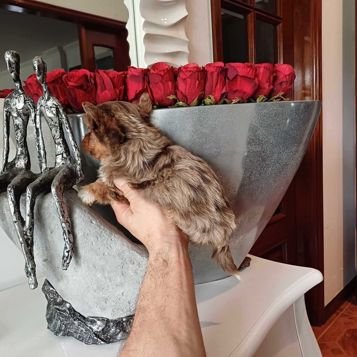 Yorkshire Terrier Miniatura CHOCOLATE MERLE