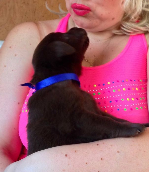 Лабрадор ретривер