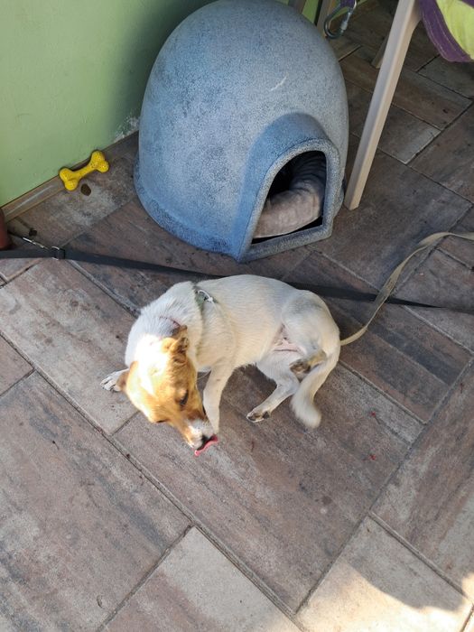 Oddam psa w typie Jack Russell Terrier