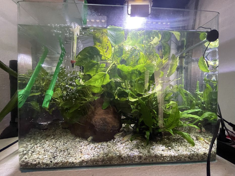 Peixes e Plantas
