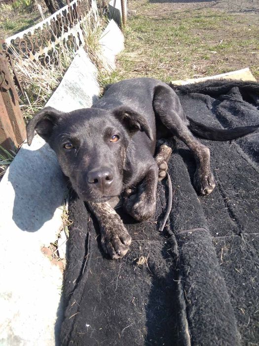 Отдам в добрые руки собака мальчик