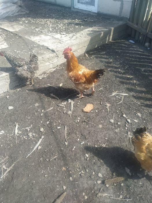 Продам два гарних пiвнi.