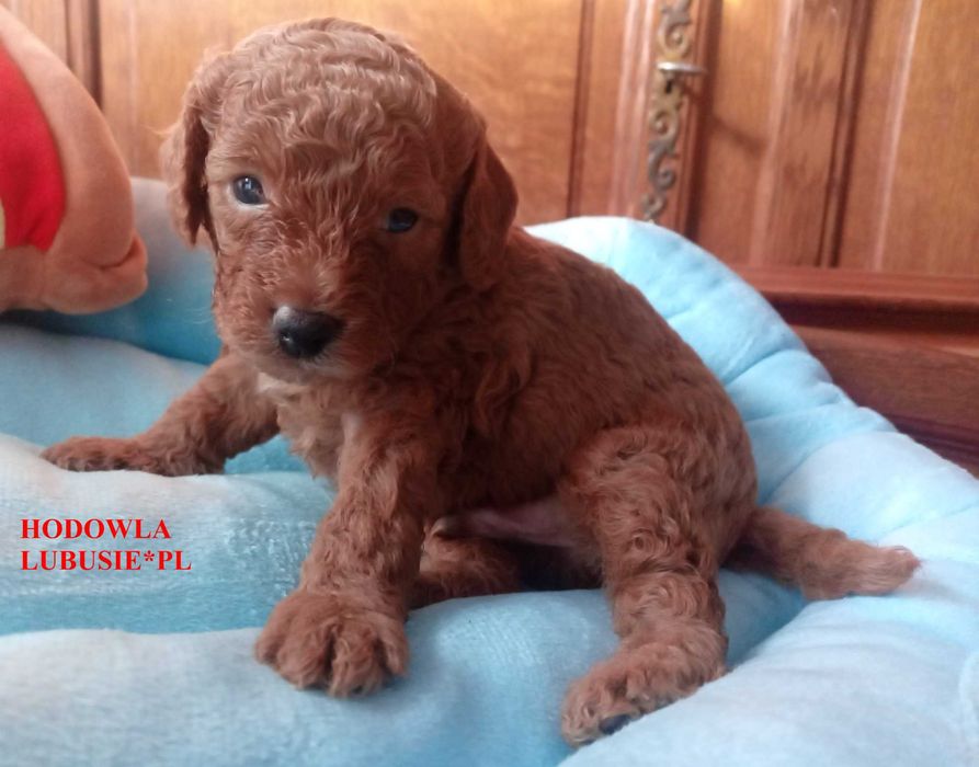 DUBI LUBUSIE*PL - legalna, polska hodowla - piesek Pudel Miniaturowy, do rezerwacji.