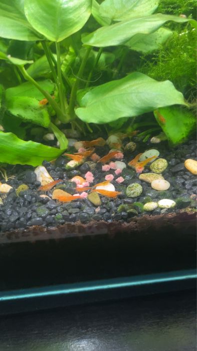 Krewetki necardina orange (Pomaraczowe)