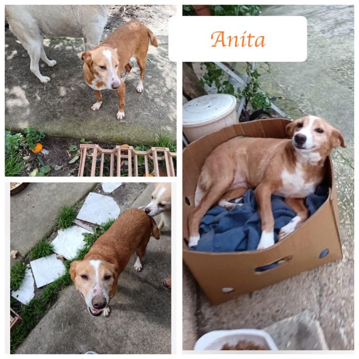 Cadela porte médio pequeno muito meiga para adoção responsável