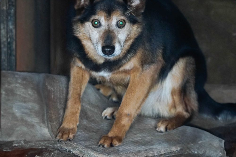 Talar - niewielki kundelek