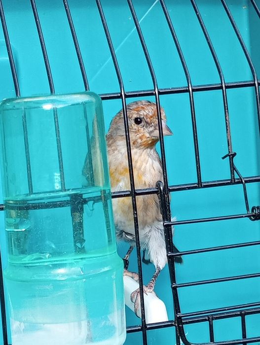 Híbridos /Mestiços