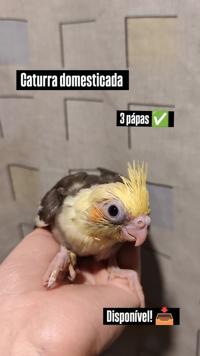 Caturra domesticada