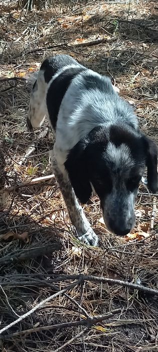 Красунчик шукає господарів