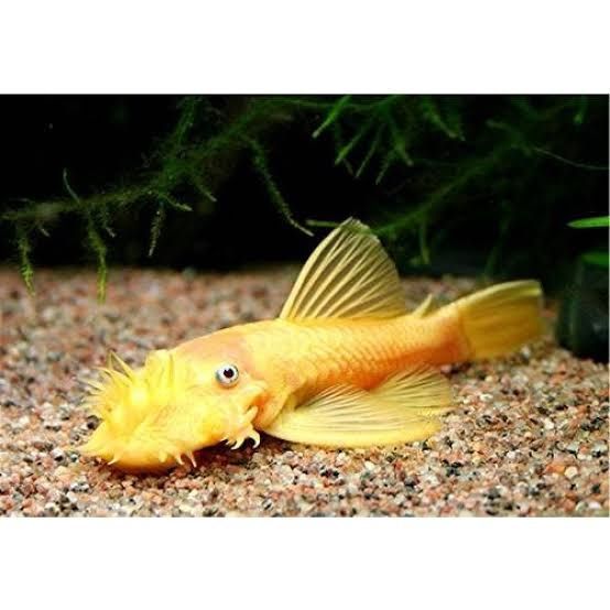 Аквариумные рыбки, Сомики Анцистры золотой и черный