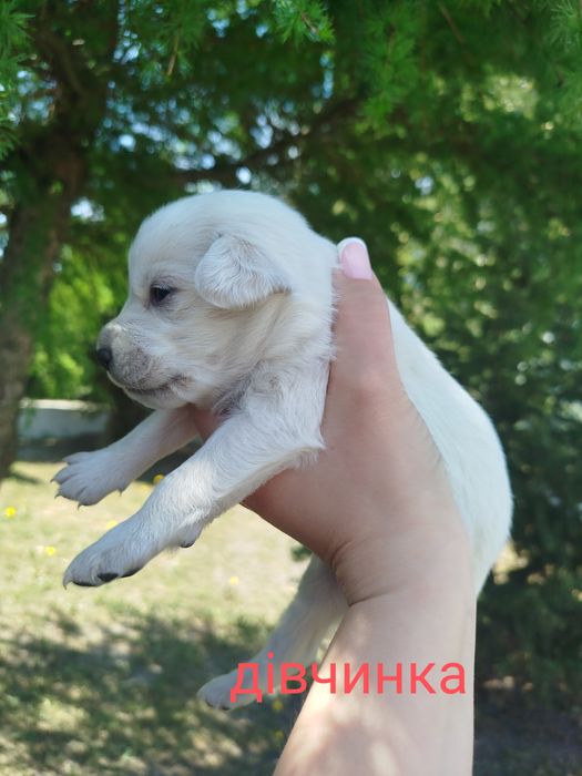 Безкоштовно цуценята!!!