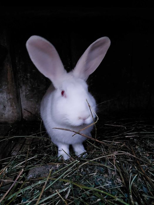 Продам кролики самці