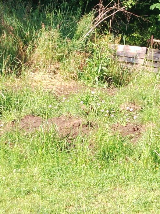 Oddam ziemie za darmo