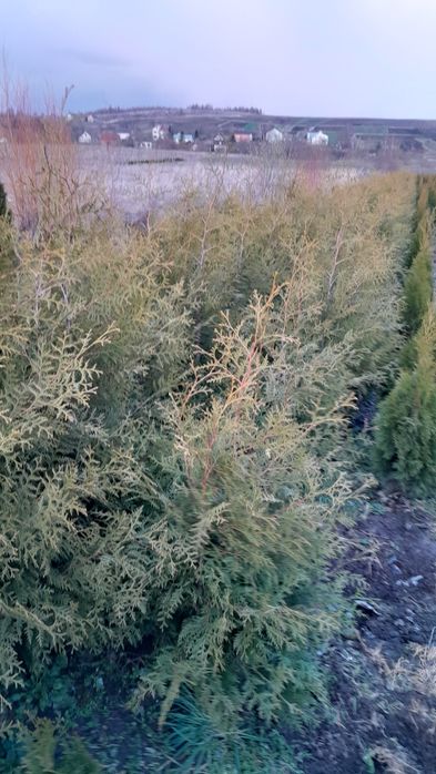 Рослини туї брабант