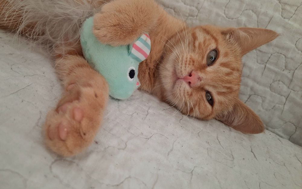 Кошеня хлопчик 3,5 місяці рудий