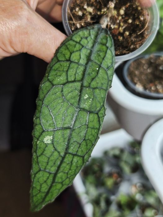 Хойя Clemensiorum sp.Sumatra