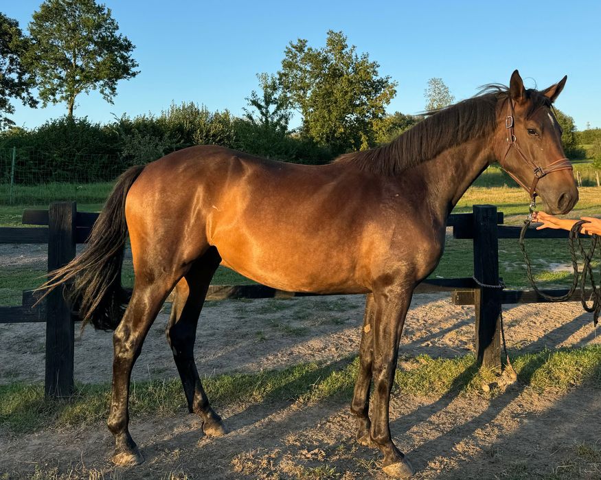 Walach hannowerski po Stakkato