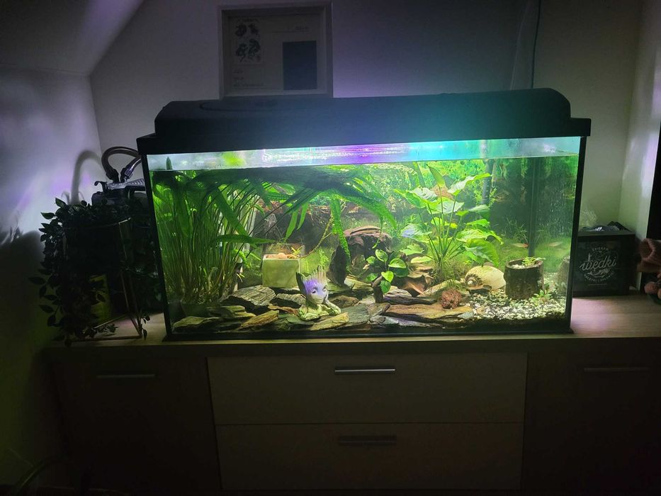 Akwarium z pokrywą i dodatkami