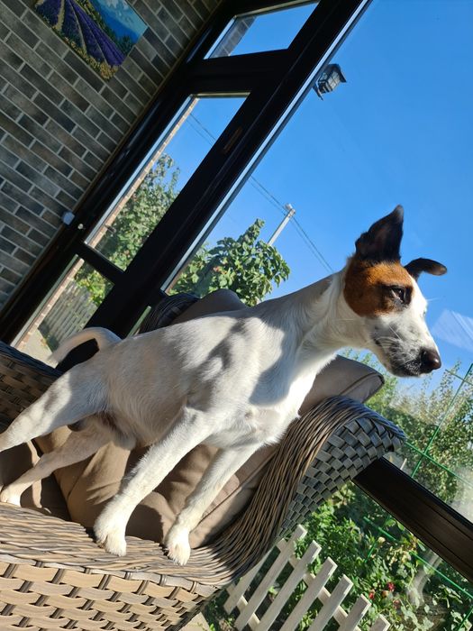 Гладкошёрстный Фокстерьер