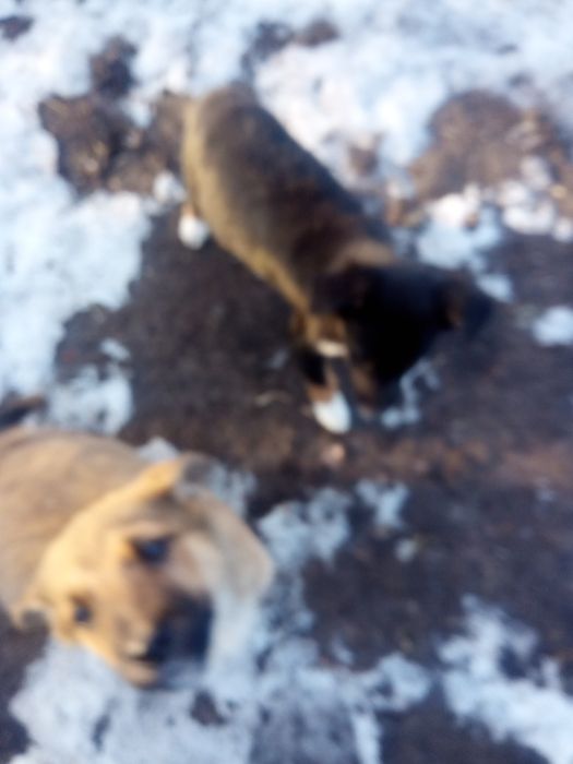 Відам цуценят в добрі руки