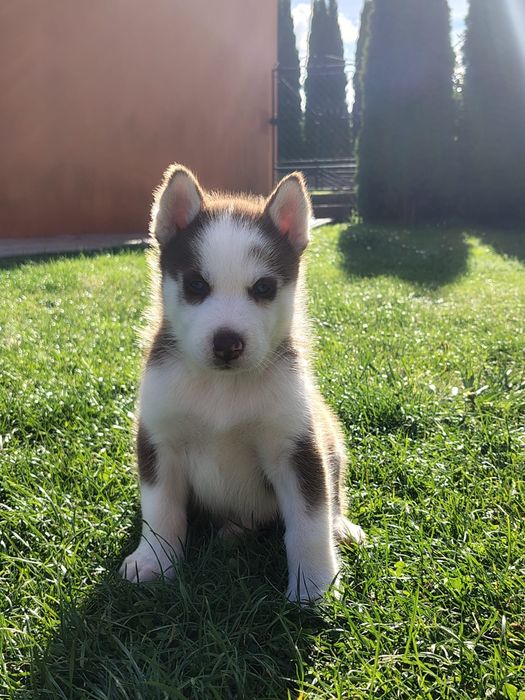 Szczeniak Syberian Husky
