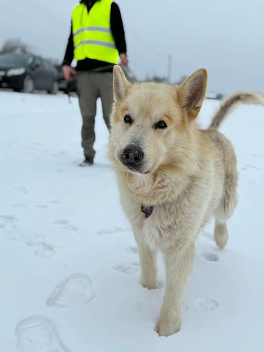 Sigma, starszy psiak siedzi w boksie  za niewinność